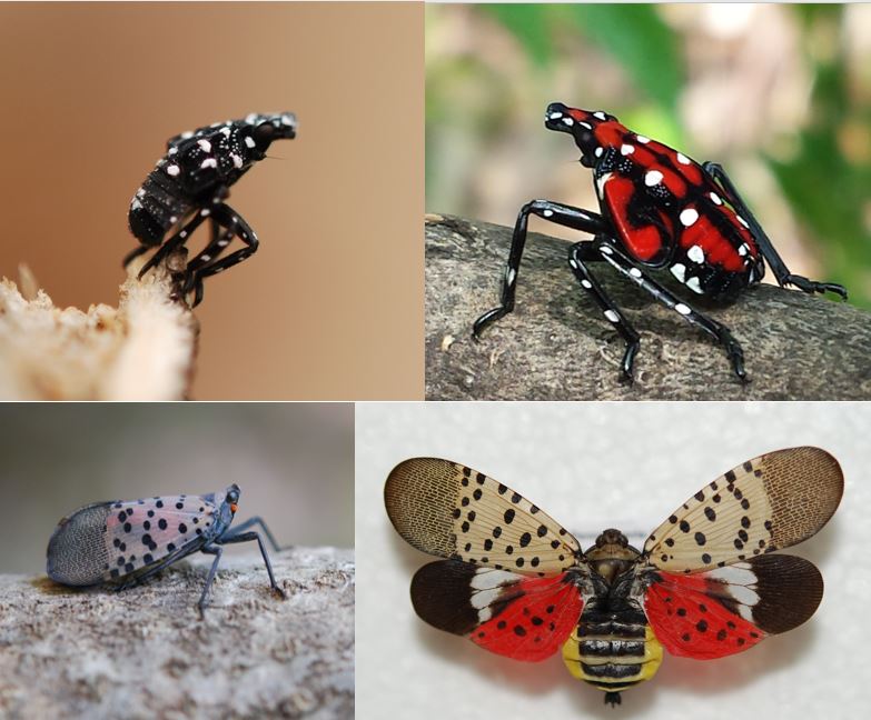 Photo collage of the stages of life for spotted lanternflies courtesy of the National Parks Service.