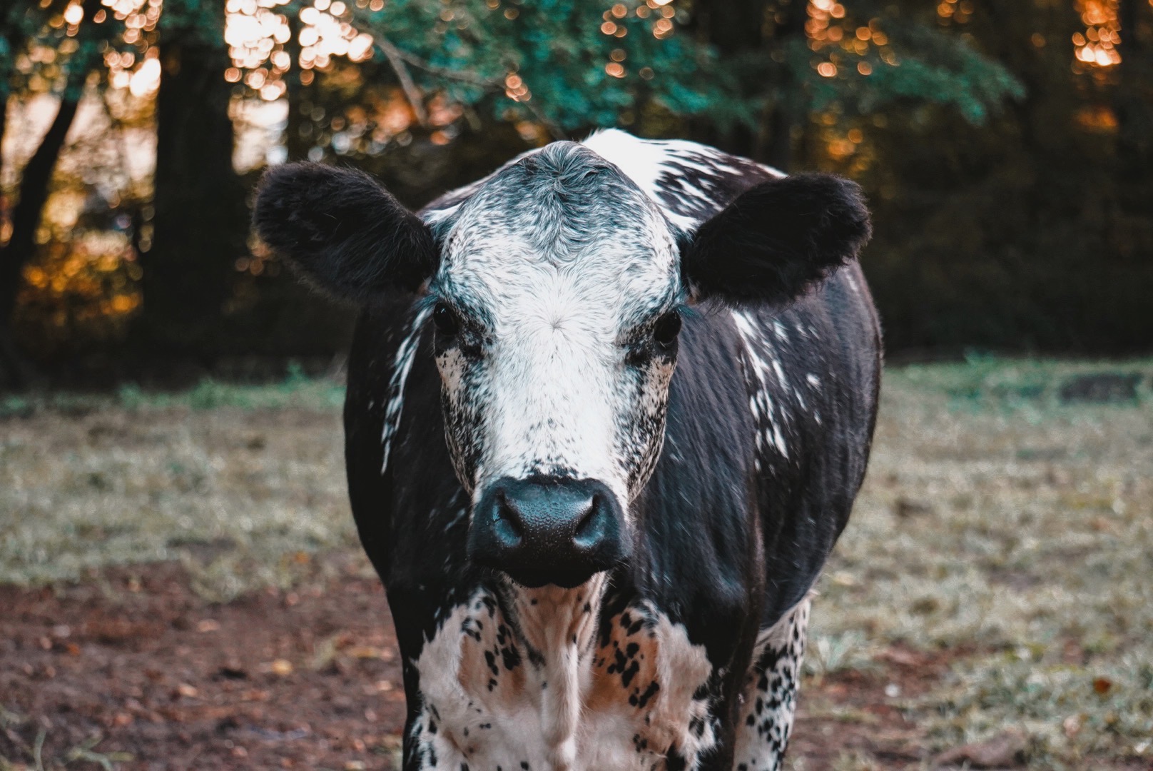 4th Place - Kristen Kemp