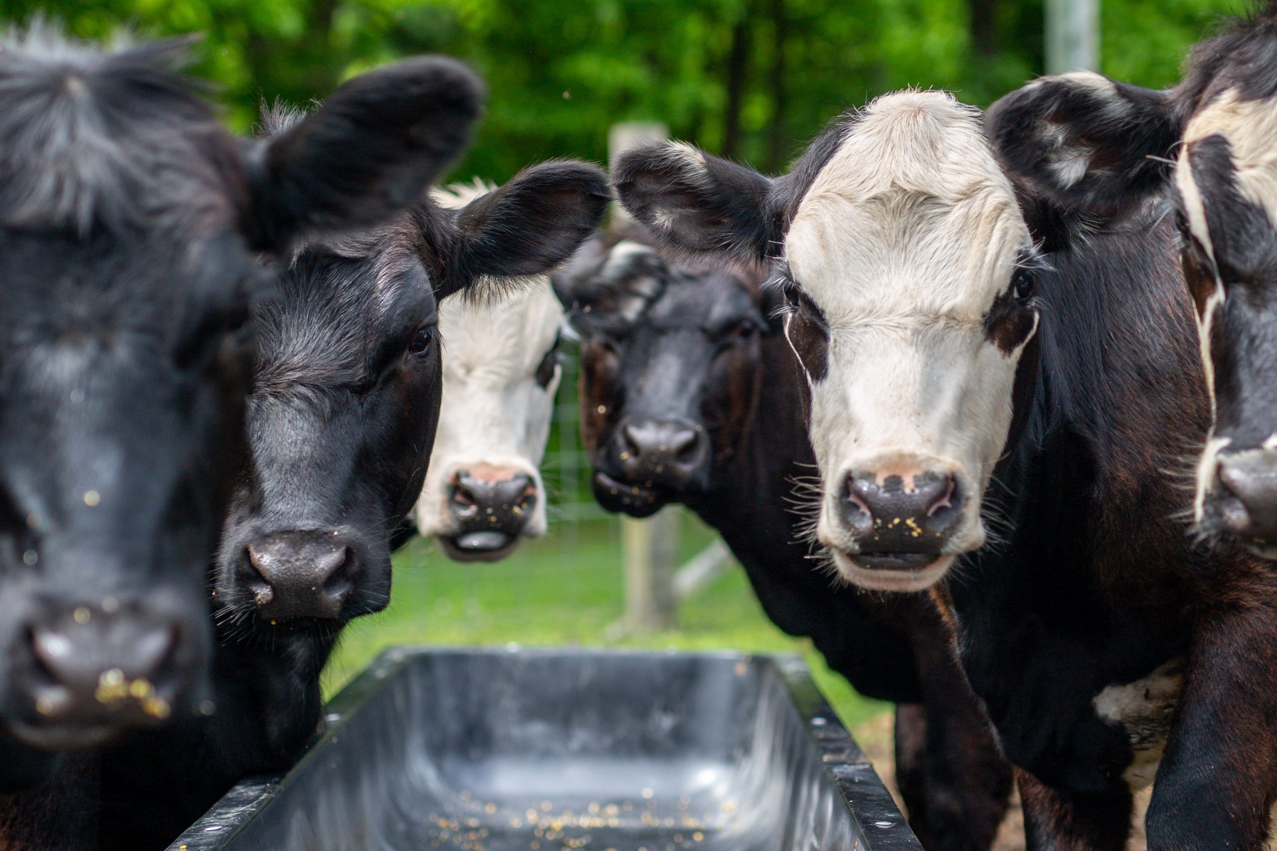 Honorary Mention - Ashley Chance