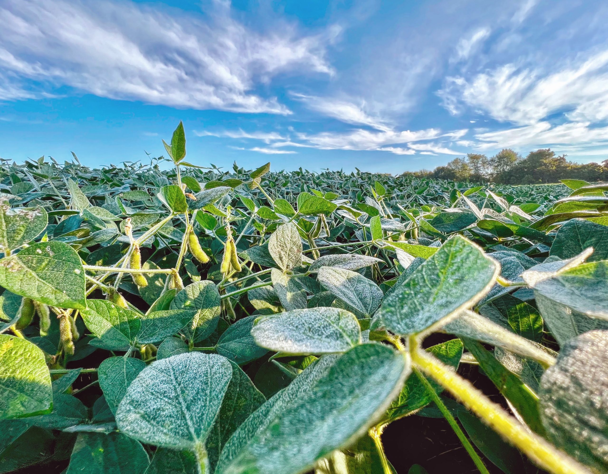 Honorary Mention - Danielle Lange