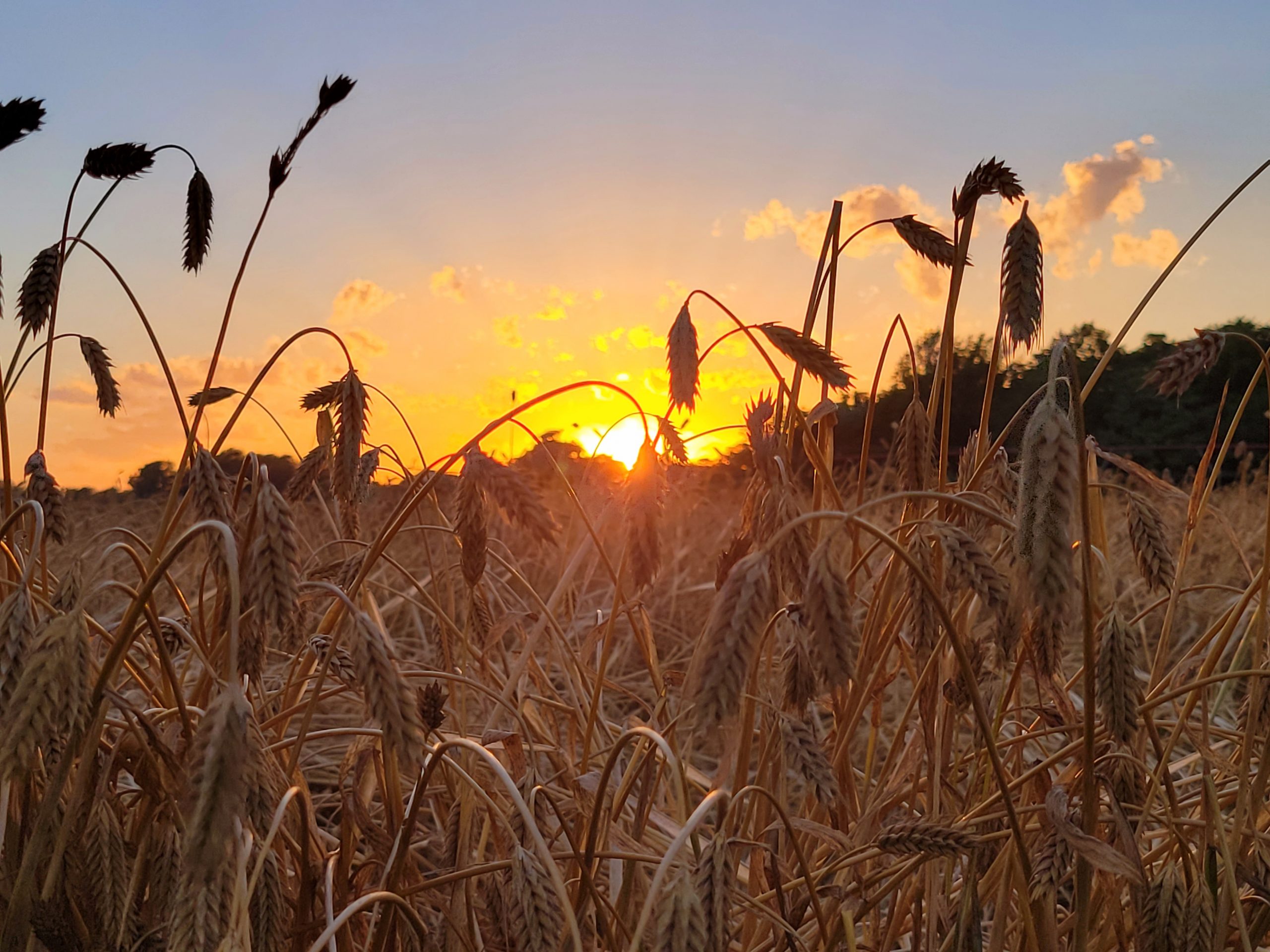 Honorary Mention - Karla Roberts