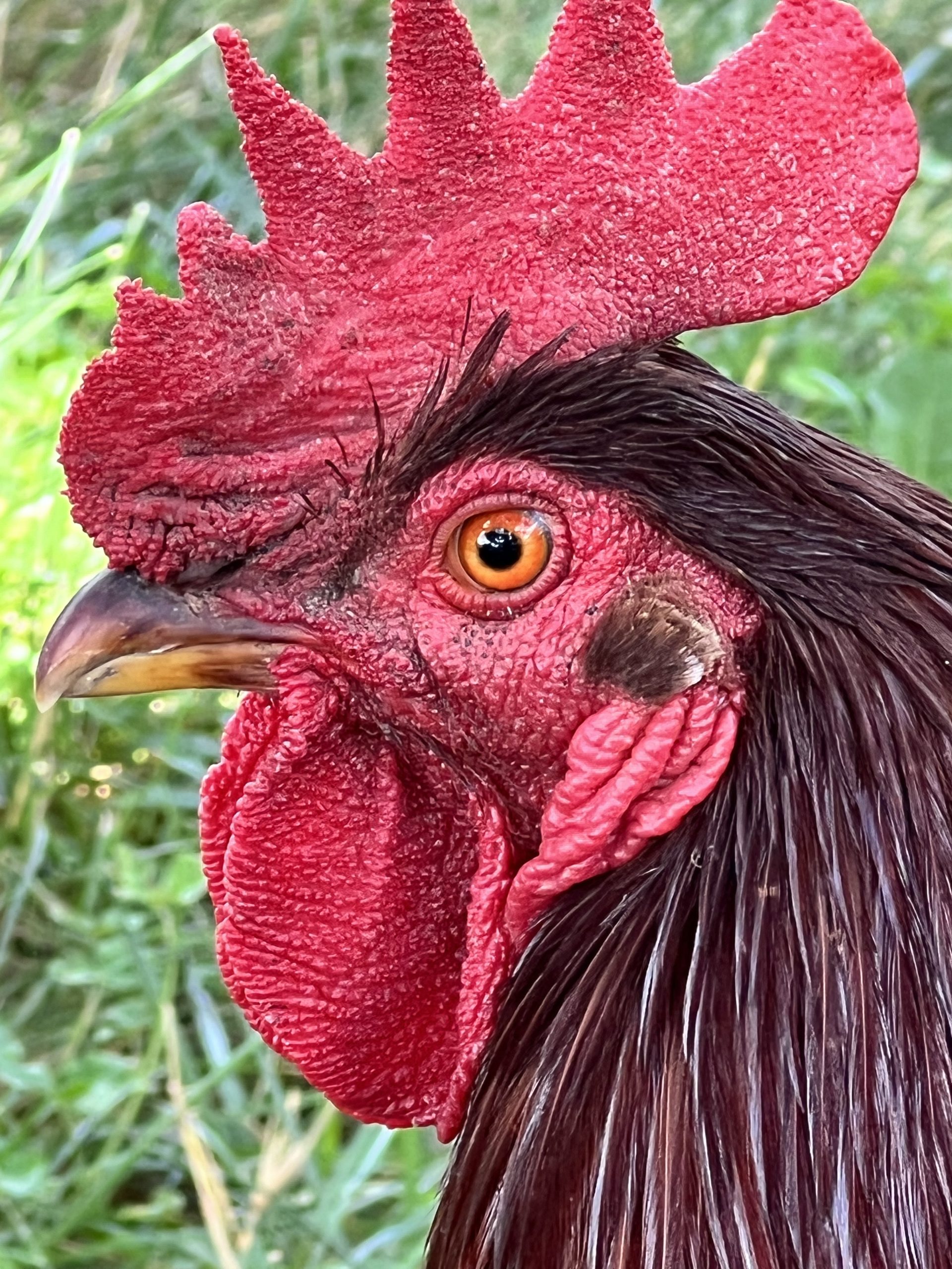 Honorary Mention - Michelle Sartin