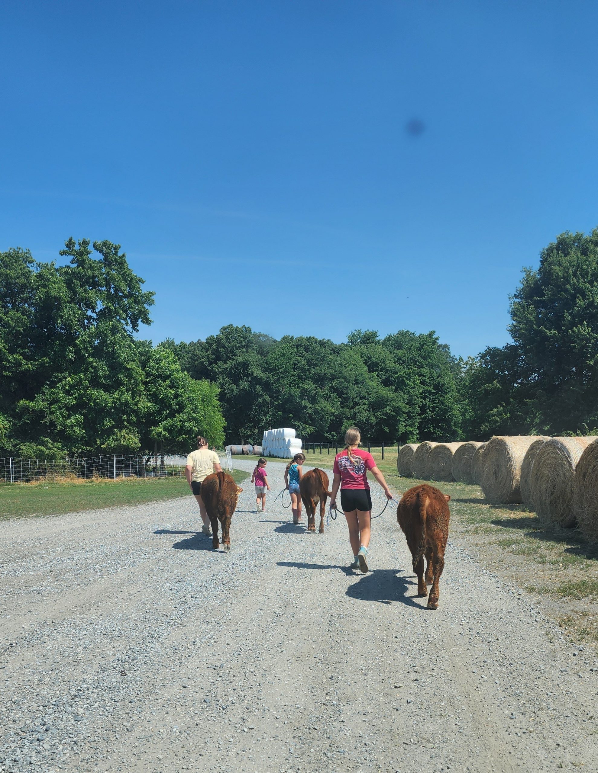 President's Pick - Amanda Bodine