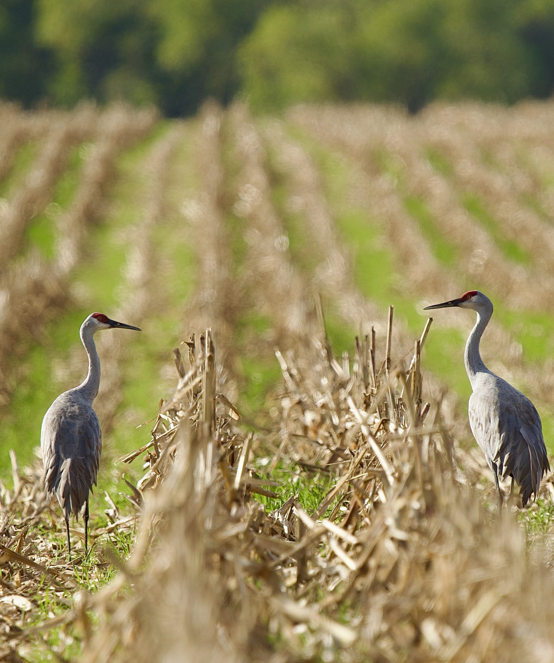 Honorary Mention - April Doyle