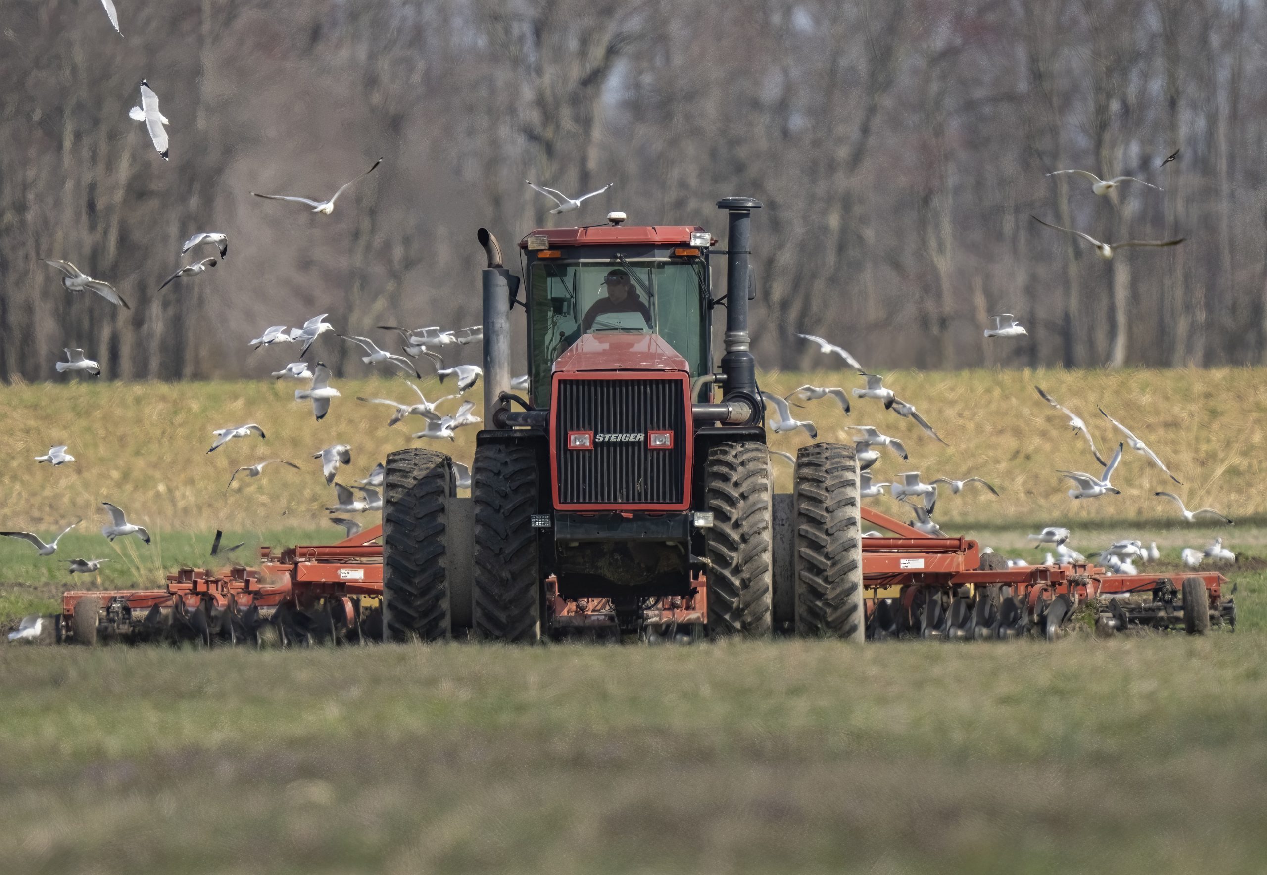 Honorary Mention - Deborah Felmey