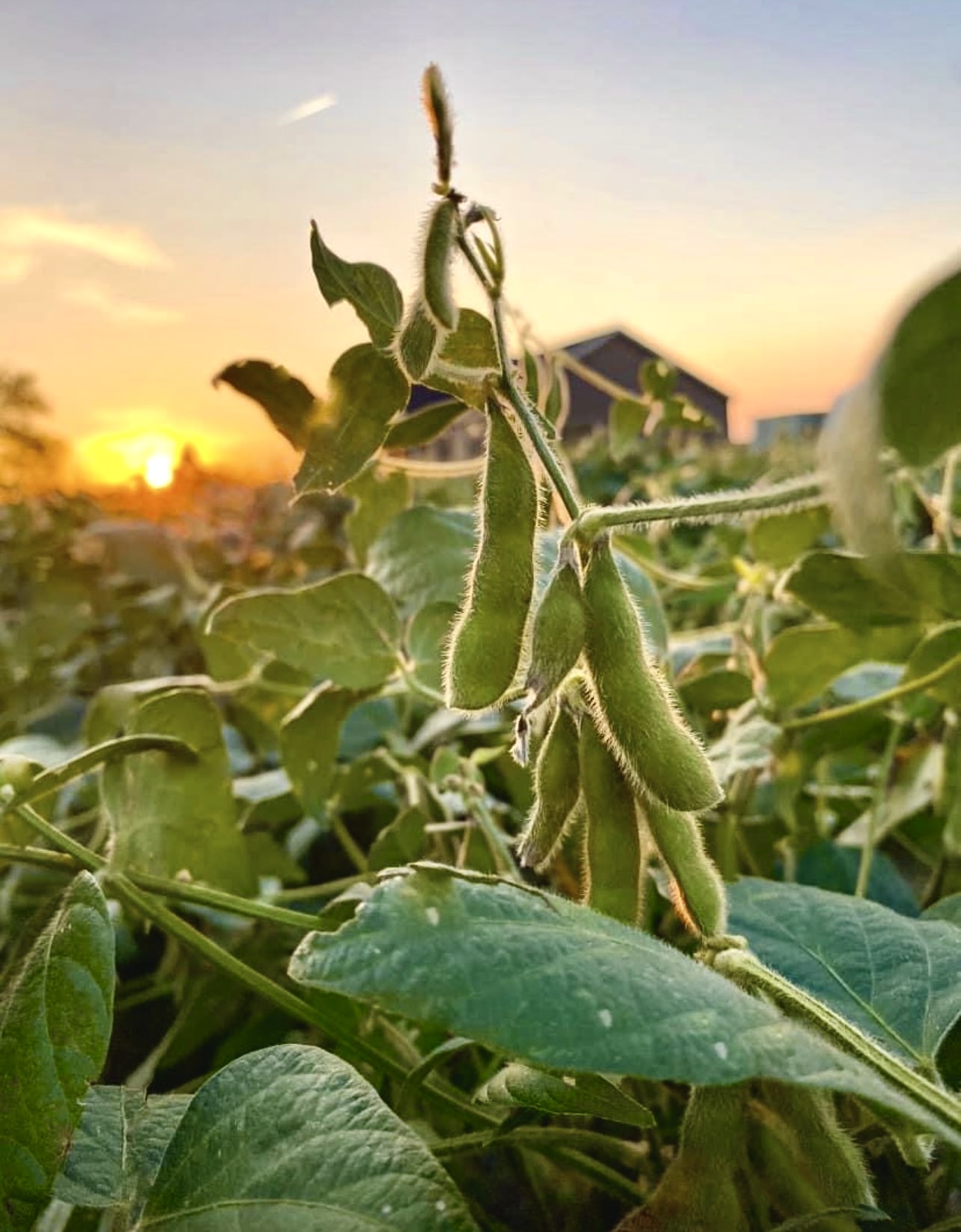 Honorary Mention - Madison Pete