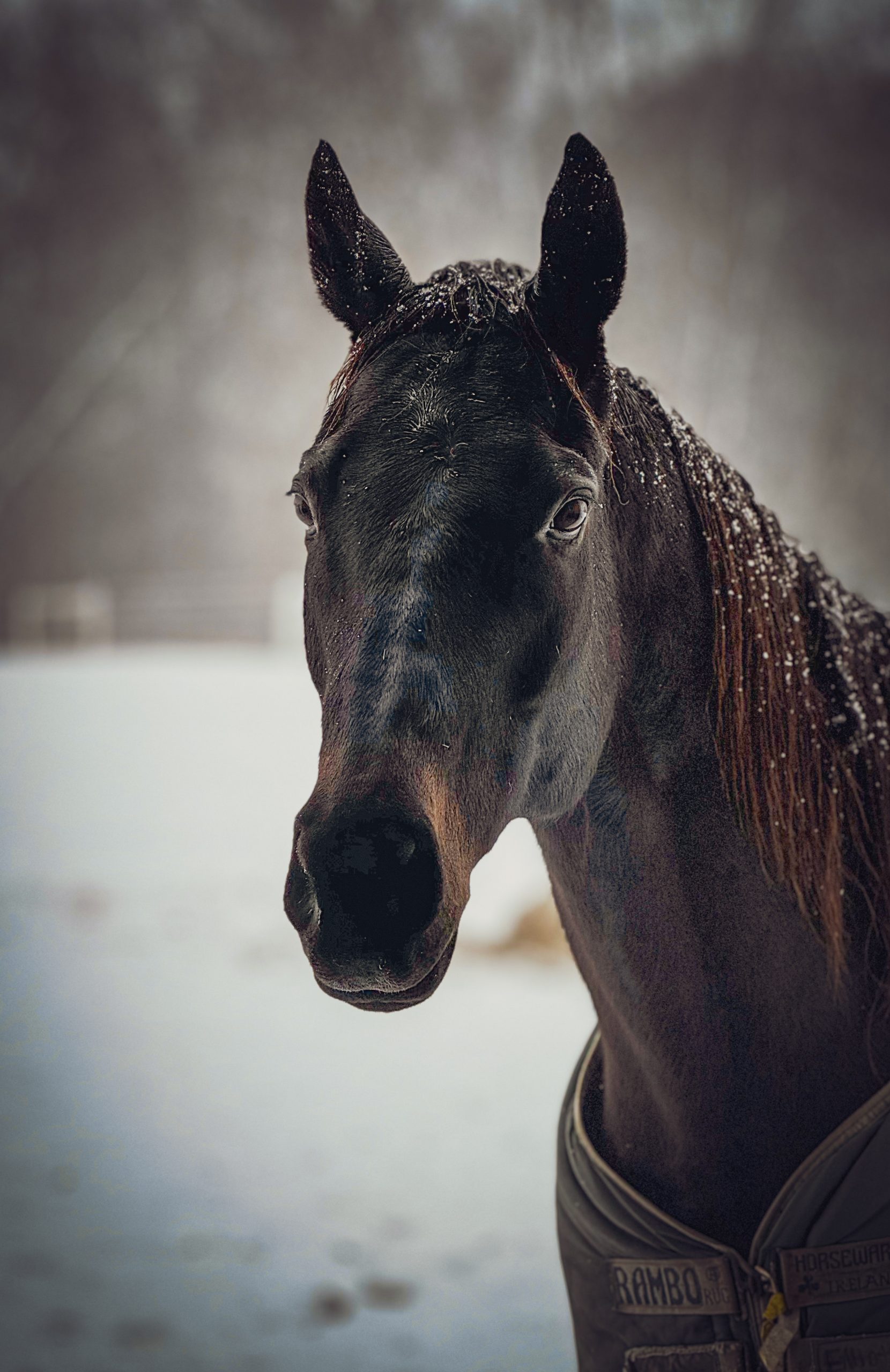 Honorary Mention - Shelby Alexander