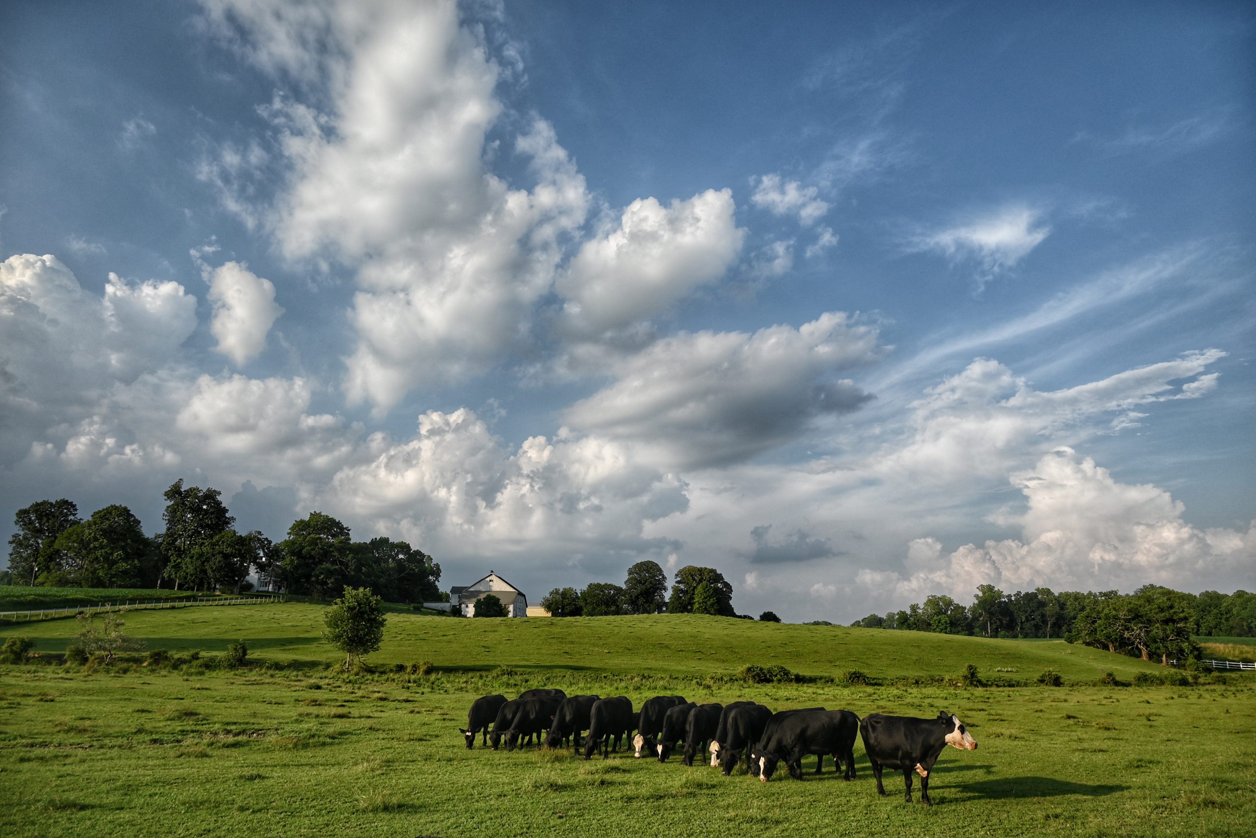 Honorary Mention - Tracy Thompkins